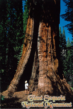 �W���C�A���g�Z�R�C�A�ɉ�ɍs��