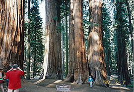 �W���C�A���g�Z�R�C�A�ɉ�ɍs��